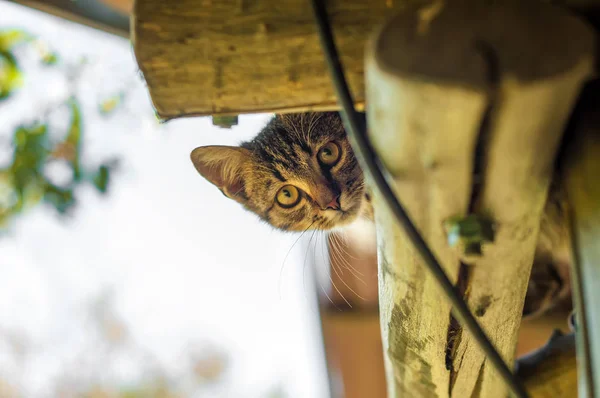 Un housecat assis sur un bois d'arbre — Photo