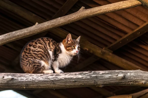 Eine Hauskatze sitzt auf dem Holz eines Baumhauses — Stockfoto