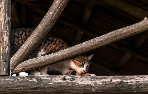 Un housecat assis sur un bois d'arbre — Photo