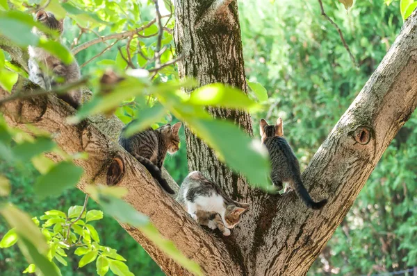 Housecats assis sur un arbre par une journée ensoleillée . — Photo