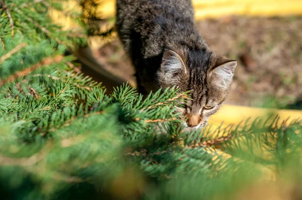 Un housecat marchant sur un arbre par une journée ensoleillée . — Photo