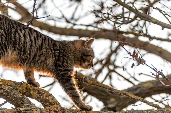 Un housecat marchant sur un arbre par une journée ensoleillée . — Photo