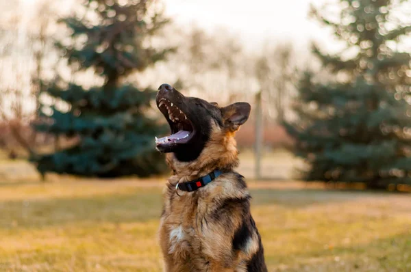 A junior german shepherd dog barking in a backyard — Stock Photo, Image