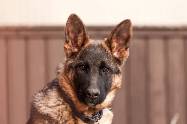 Ritratto di un giovane cane pastore tedesco . — Foto Stock