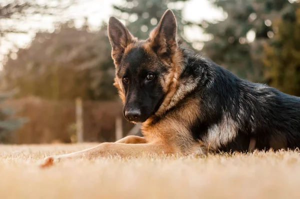 En ung tysk herdehund vilar på en bakgård. — Stockfoto