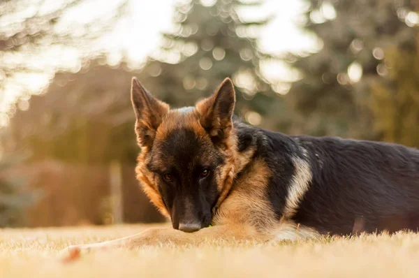 Küçük bir Alman çoban köpeği arka bahçede dinleniyor. — Stok fotoğraf