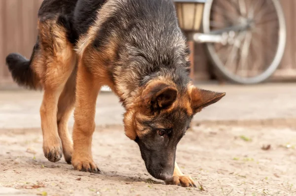 Portret van een jonge Duitse herdershond. — Stockfoto