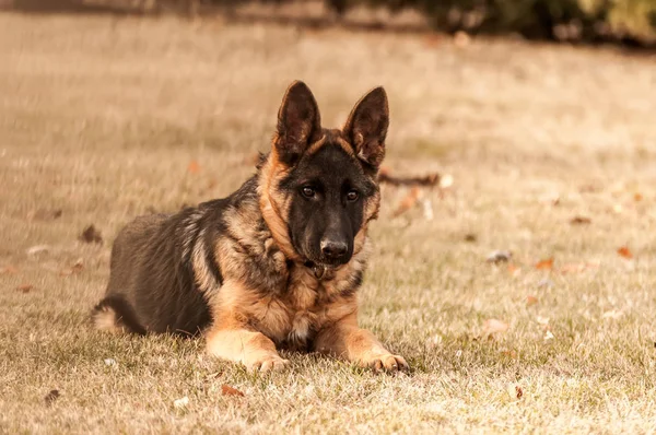 Een junior duitse herder hond rustend in een achtertuin — Stockfoto