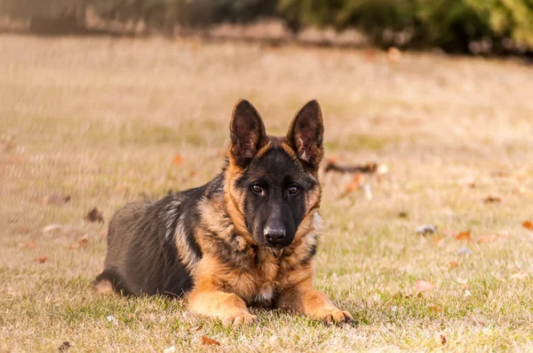 Un jeune chien de berger allemand reposant dans un jardin — Photo