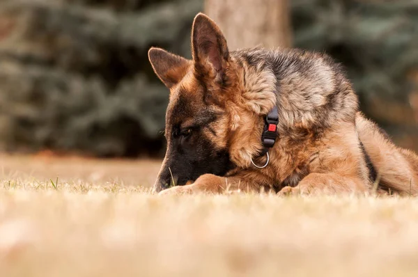 Un perro pastor alemán junior descansando en un patio trasero —  Fotos de Stock