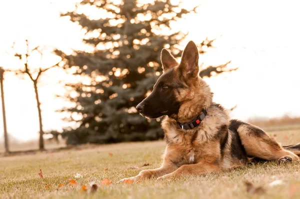 Küçük bir Alman çoban köpeği arka bahçede dinleniyor. — Stok fotoğraf