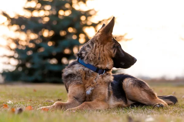 En ung tysk herdehund vilar på en bakgård. — Stockfoto