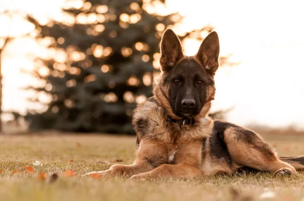 Küçük bir Alman çoban köpeği arka bahçede dinleniyor. — Stok fotoğraf