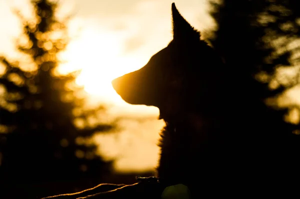 Foto retroiluminada de un perro pastor alemán joven descansando en una espalda —  Fotos de Stock