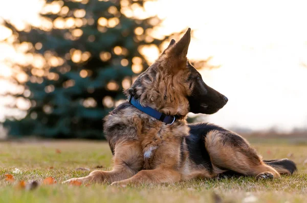 Een junior duitse herder hond rustend in een achtertuin — Stockfoto