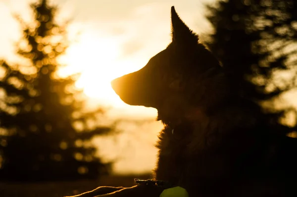 Bakgrundsbelyst foto av en junior tysk herde hund vilar i en backy — Stockfoto