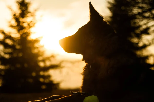 Genç bir Alman çoban köpeğinin arka planda dinlenirken çekilmiş fotoğrafı. — Stok fotoğraf