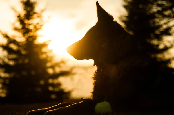 Foto retroiluminada de un perro pastor alemán joven descansando en una espalda —  Fotos de Stock