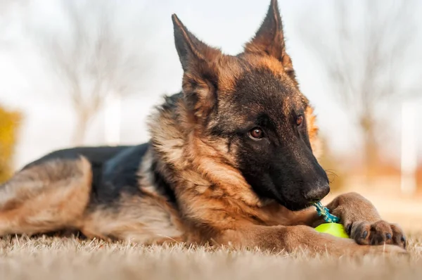 Un perro pastor alemán junior descansando y jugando con una pelota en —  Fotos de Stock