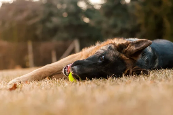 Genç bir Alman çoban köpeği dinleniyor ve topla oynuyor. — Stok fotoğraf