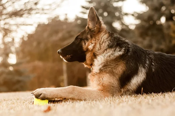 Genç bir Alman çoban köpeği dinleniyor ve topla oynuyor. — Stok fotoğraf