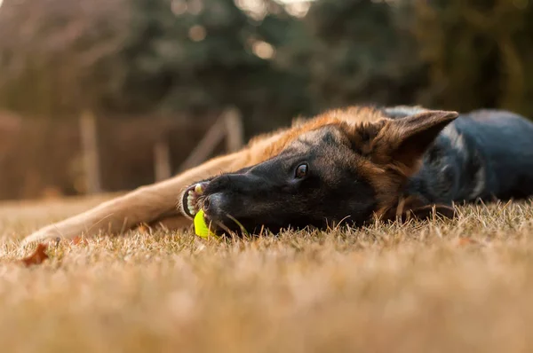Un perro pastor alemán junior descansando y jugando con una pelota en —  Fotos de Stock