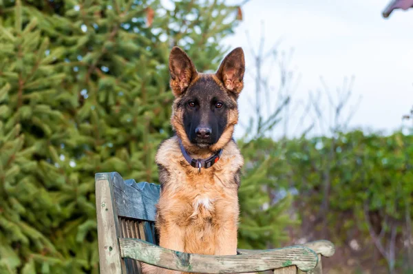 Egy fiatal német juhászkutya ül egy padon. — Stock Fotó