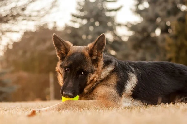 Un chien de berger allemand junior se reposant et jouant avec une balle dans — Photo