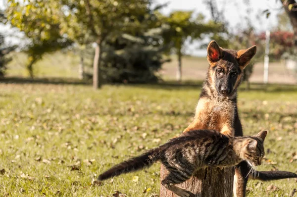 Un chien berger allemand chiot jouant avec un housecat — Photo