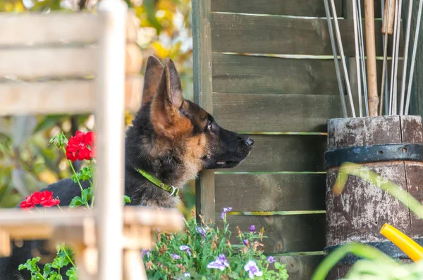 Meraklı bir Alman çoban köpeğinin portresi.
