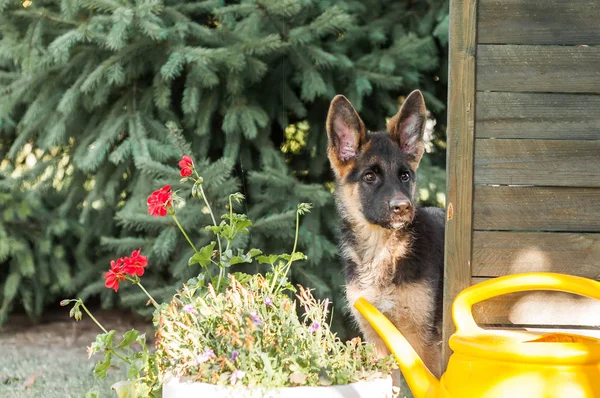 Portré egy kíváncsi német juhászkutyáról a kertben — Stock Fotó