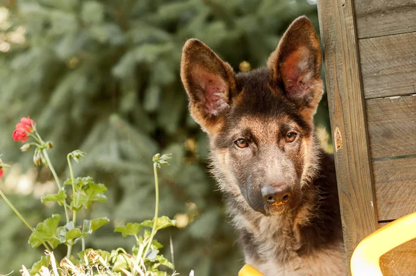 Portret van een nieuwsgierige Duitse herder pup in een achtertuin — Stockfoto