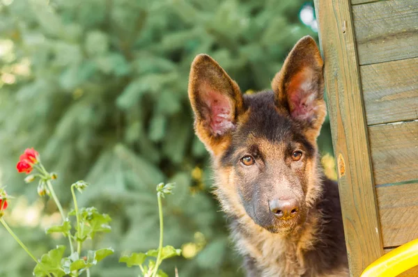 Portret van een nieuwsgierige Duitse herder pup in een achtertuin — Stockfoto