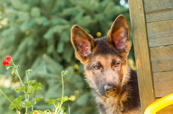 Retrato de um filhote de cachorro pastor alemão curioso em um quintal — Fotografia de Stock