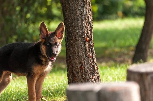 Een Duitse herder puppy ontdekt de achtertuin — Stockfoto