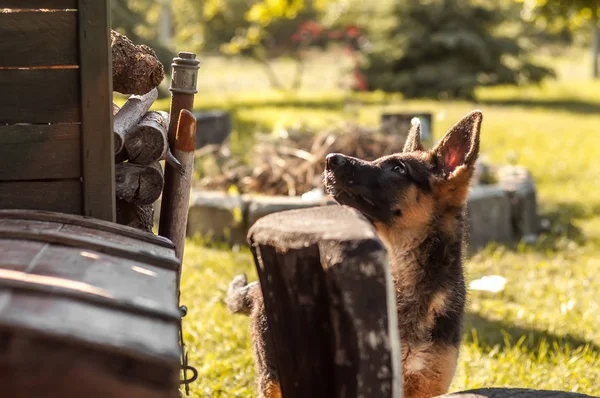 Een Duitse herder puppy ontdekt de achtertuin — Stockfoto