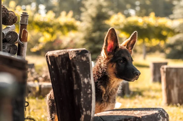 Ein Schäferhund-Welpe entdeckt den Hinterhof — Stockfoto