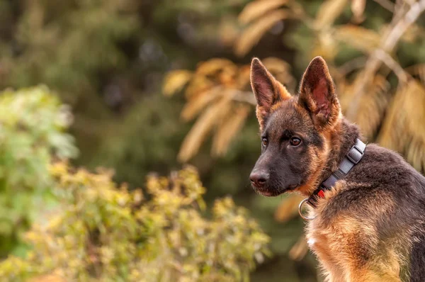 Retrato de um cachorro pastor alemão enquanto descansa em um quintal — Fotografia de Stock