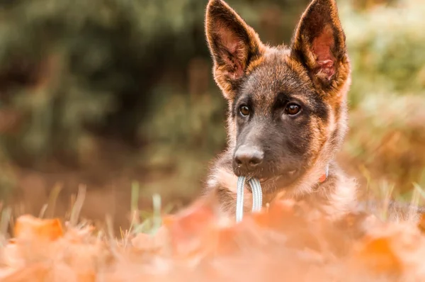 Arka bahçede dinlenirken bir Alman çoban köpeğinin portresi — Stok fotoğraf