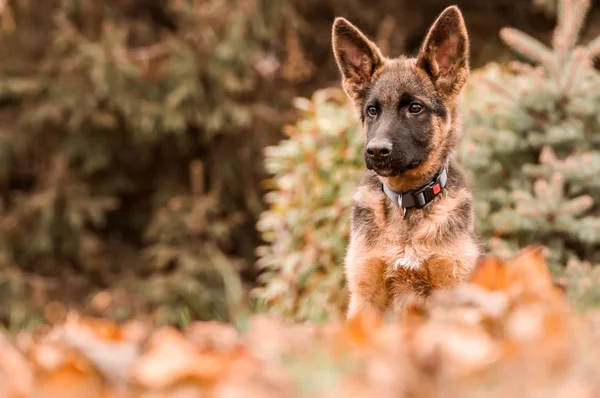 Retrato de un cachorro pastor alemán mientras descansa en un patio trasero —  Fotos de Stock