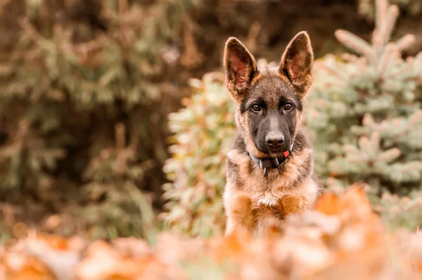 Arka bahçede dinlenirken bir Alman çoban köpeğinin portresi