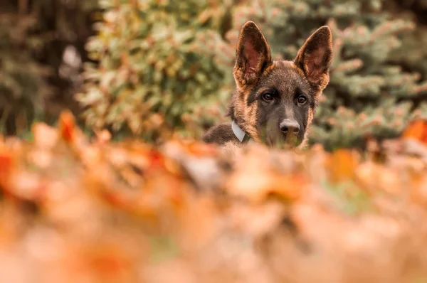 Portret van een Duitse herder puppy tijdens het rusten in een achtertuin — Stockfoto