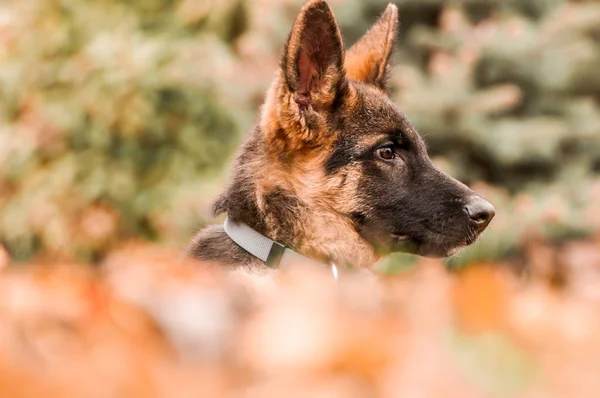 Porträt eines Schäferhundes beim Ausruhen in einem Hinterhof — Stockfoto