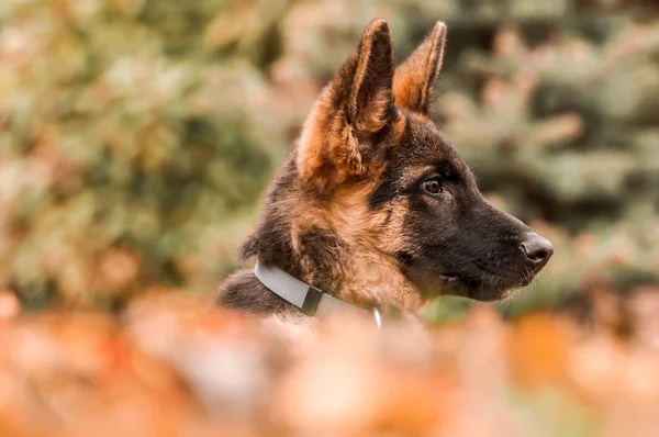 Porträt eines Schäferhundes beim Ausruhen in einem Hinterhof — Stockfoto