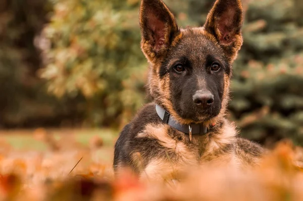 Retrato de un cachorro pastor alemán mientras descansa en un patio trasero —  Fotos de Stock