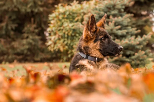 Portrét německého ovčáka štěně při odpočinku na dvorku — Stock fotografie