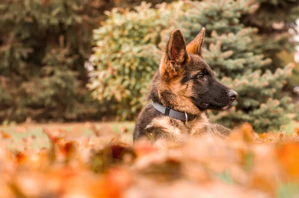 Retrato de un cachorro pastor alemán mientras descansa en un patio trasero —  Fotos de Stock