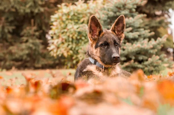 Portret van een Duitse herder puppy tijdens het rusten in een achtertuin — Stockfoto