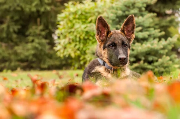 Portré egy német juhászkutyáról, miközben a kertben pihen. — Stock Fotó