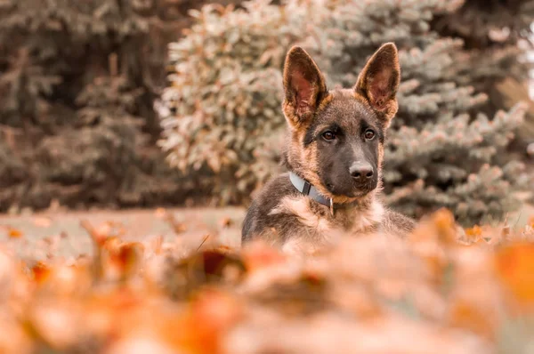 Retrato de un cachorro pastor alemán mientras descansa en un patio trasero —  Fotos de Stock